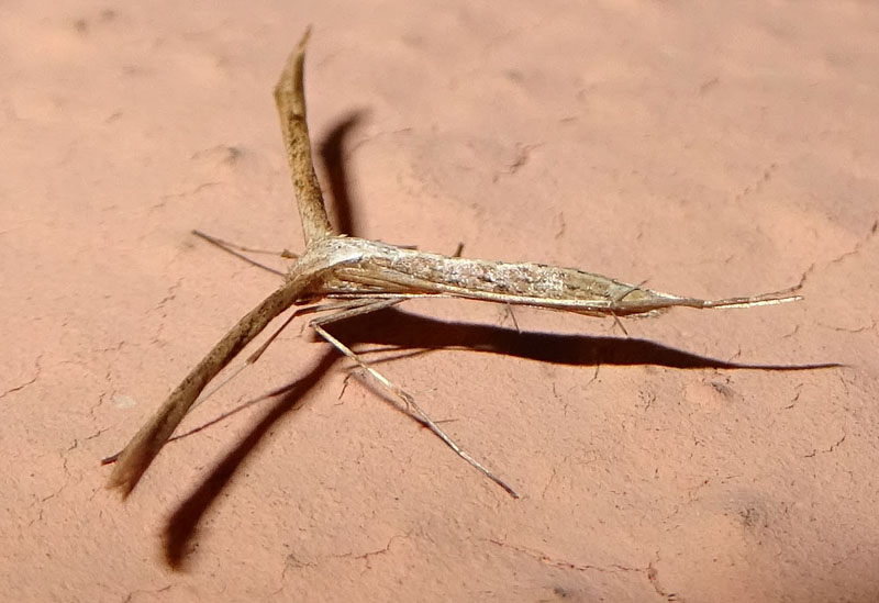 Emmelina monodactyla - Pterophoridae